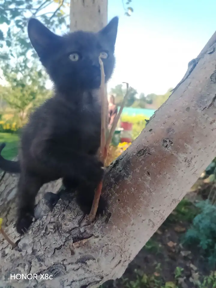 Милые котята ищут дом, фотография 5
