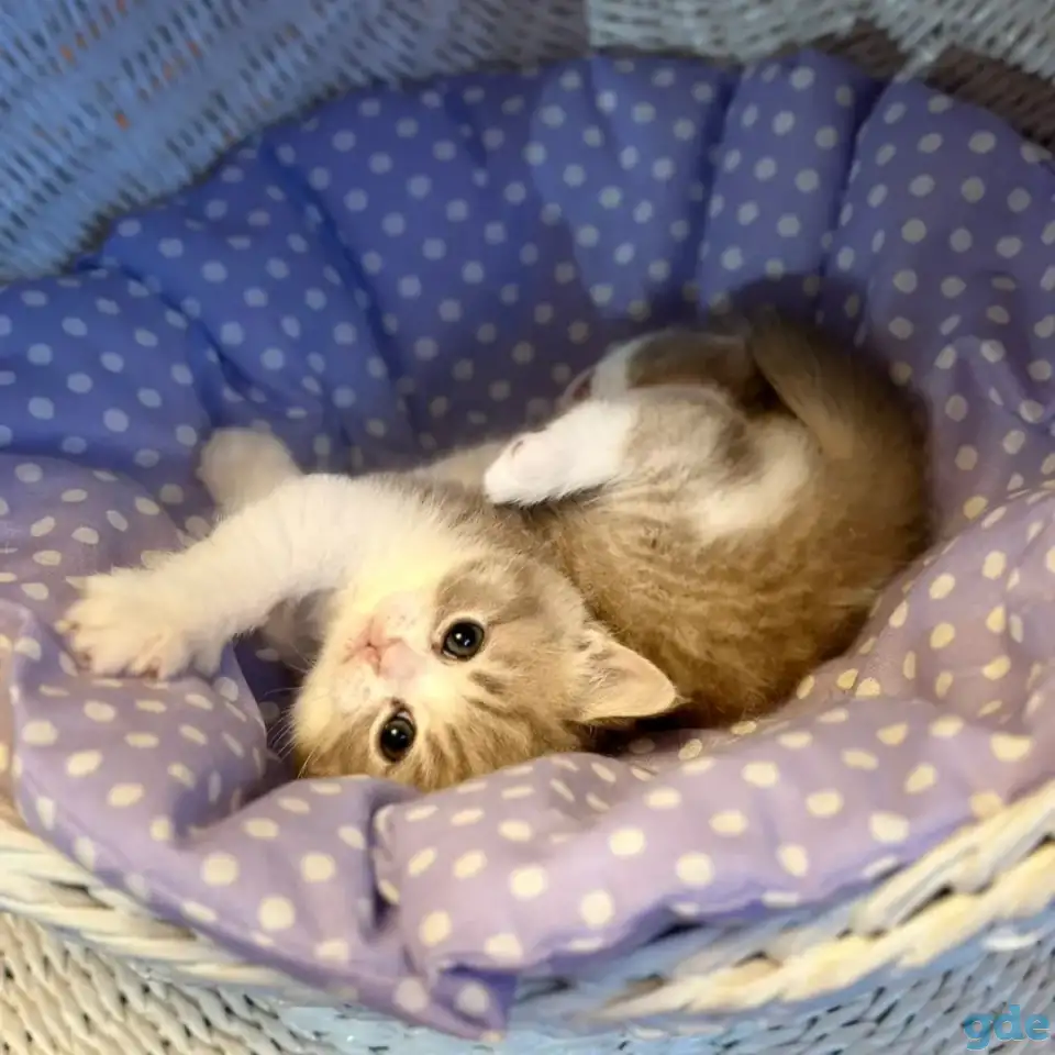 Продажа шотландских котят, фотография 1