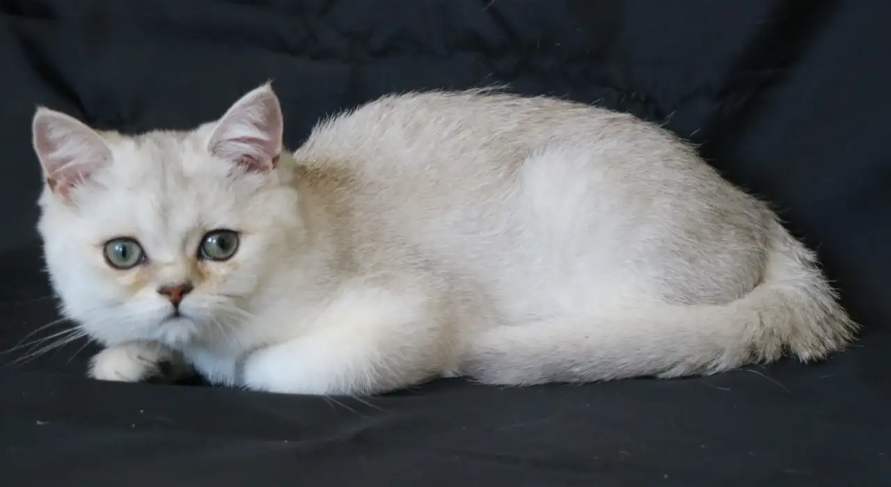 Шотландские котята, фотография 5