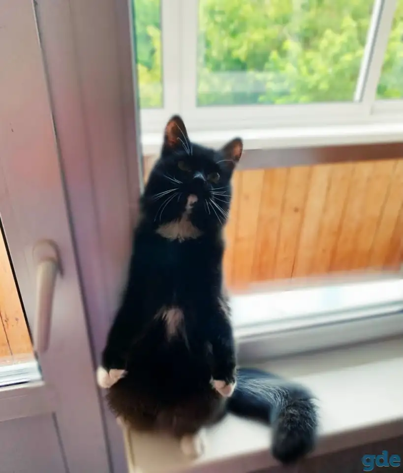 Черная кошка Санта ищет семью!, фотография 7