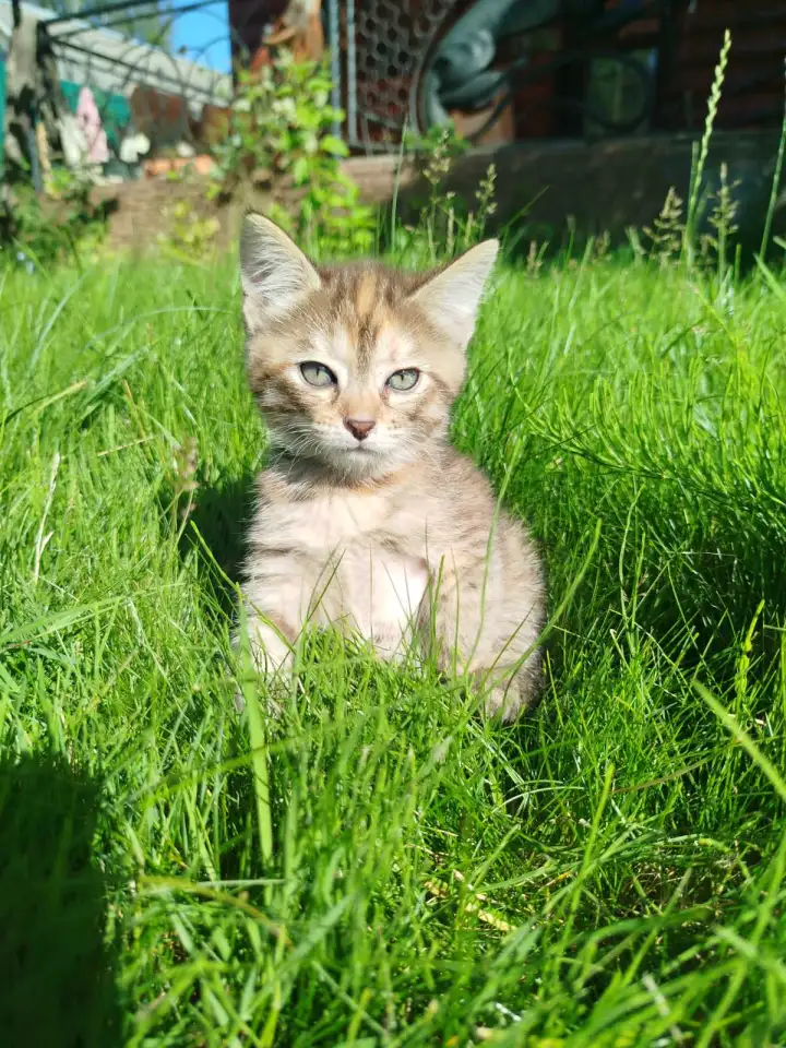 Котята в хорошие руки, фотография 5