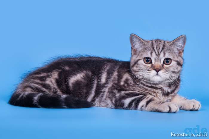 Котик Ирвин, фотография 1