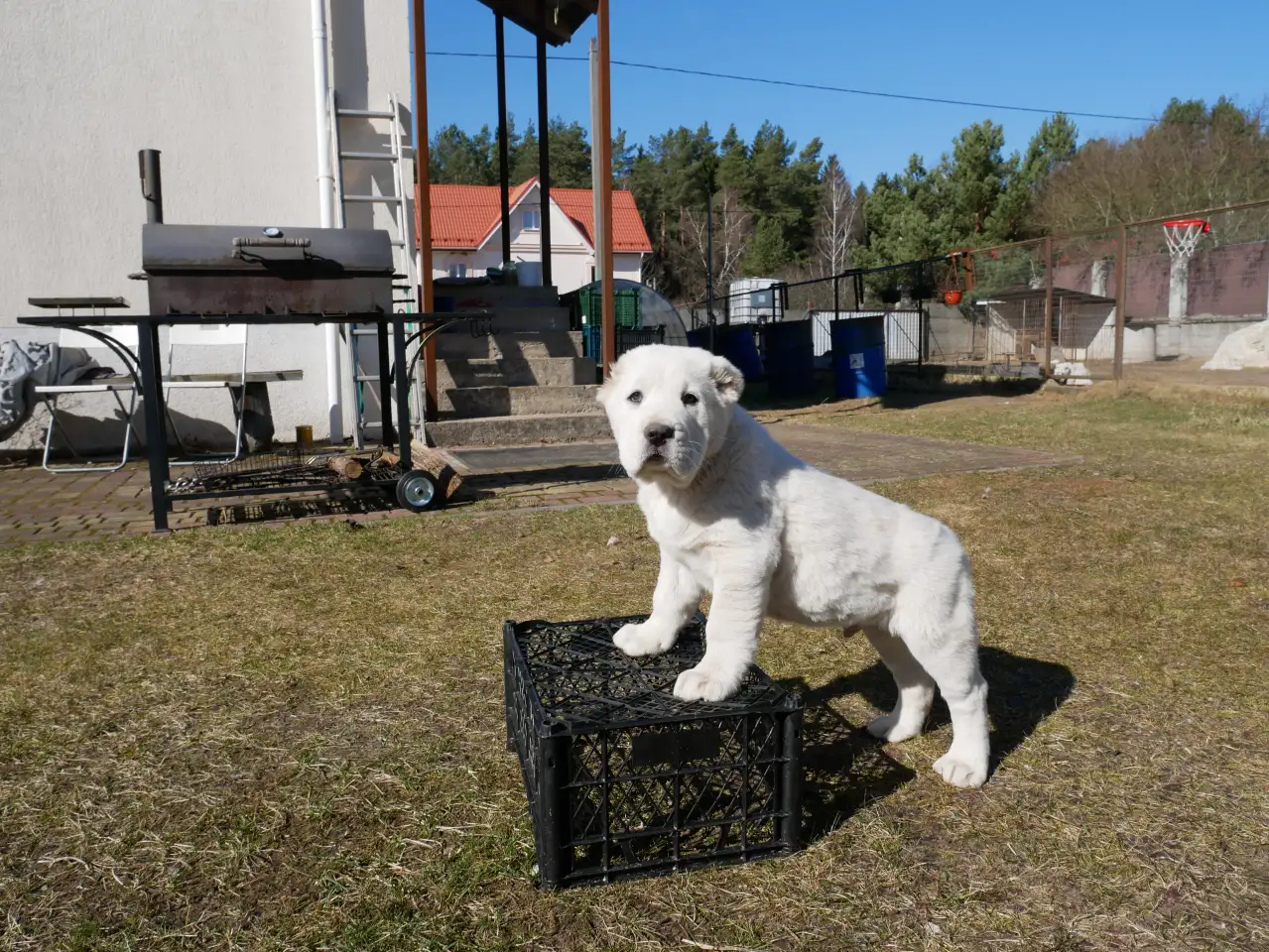 продажа щенков САО, фотография 8