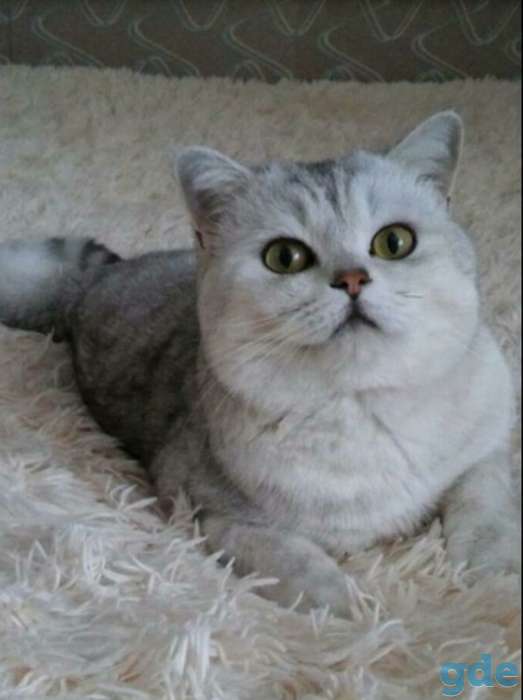 Шотландские котята от правильной вязки, фотография 6