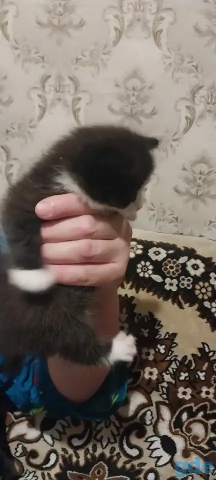 котята в хорошие руки, фотография 5