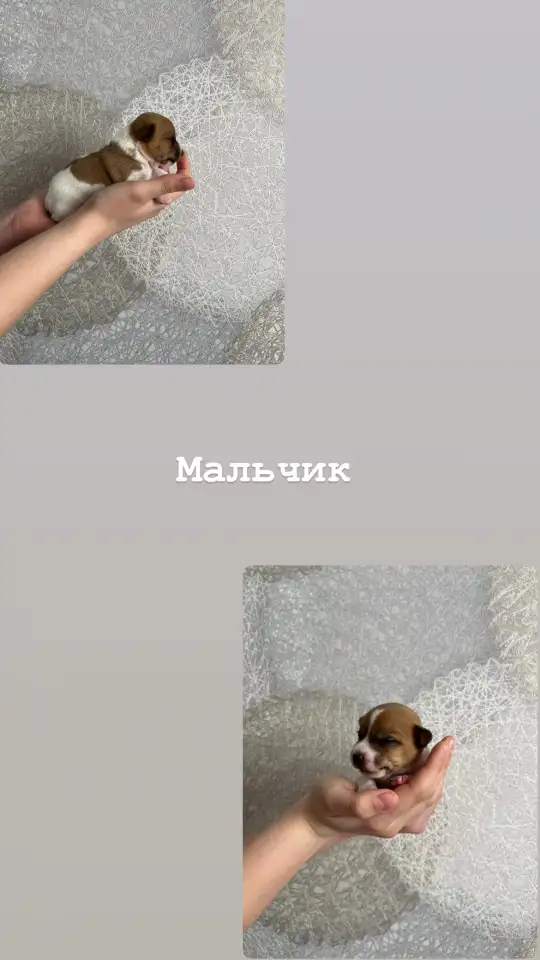Щенки Джек Рассел терьер, фотография 5