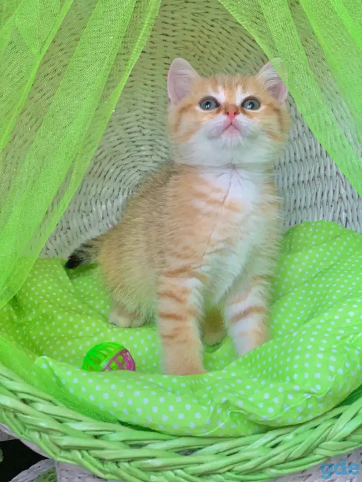 ЗОЛОТАЯ ШИНШИЛЛА шотландские котята, фотография 3