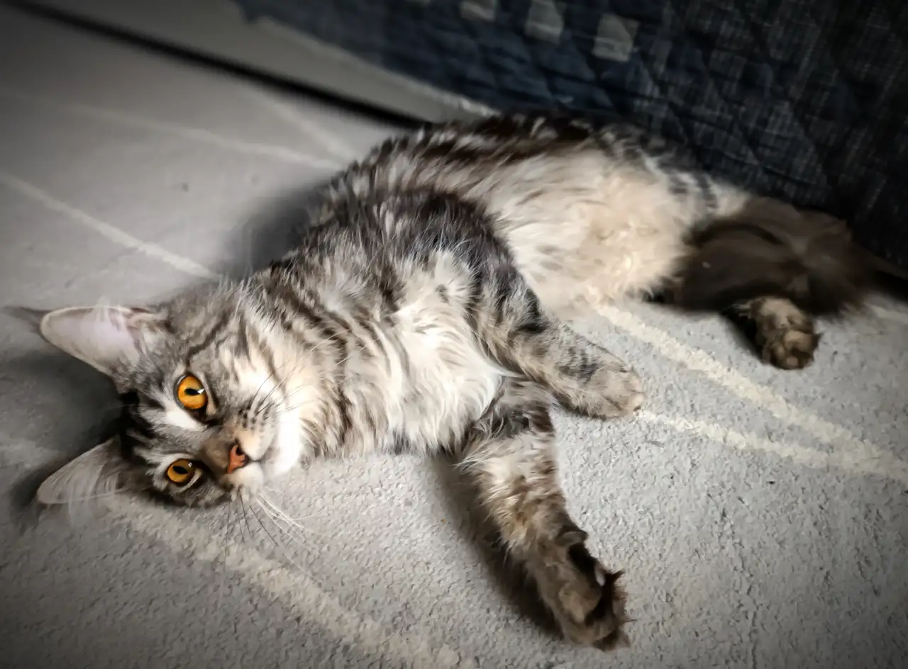 Котята Мейн-кун, фотография 11