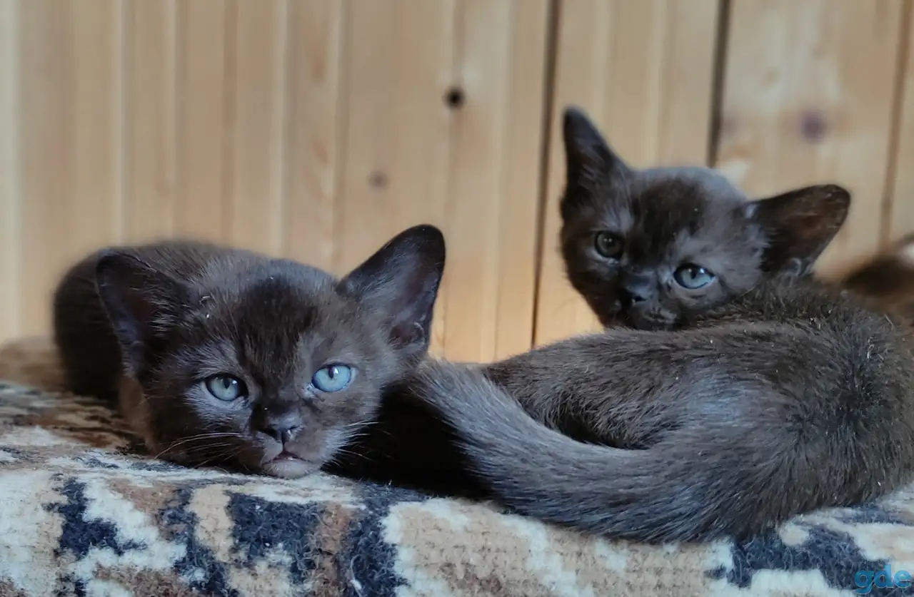 Котята европейской бурмы, фотография 5