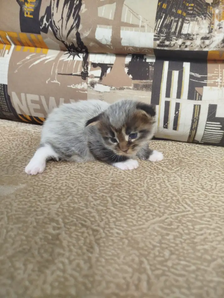 Котята мейн кун, фотография 14
