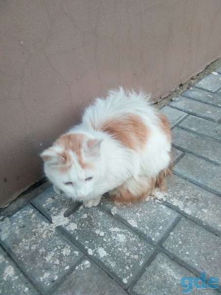 Котик ищет дом, фотография 1