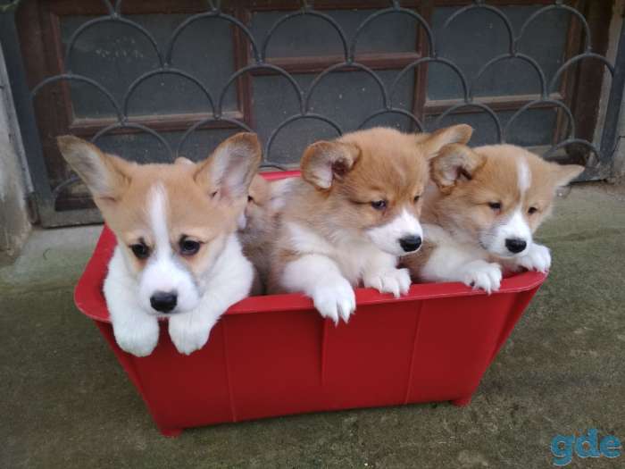 Продаются щенки Вельш Корги Пемброк., фотография 1
