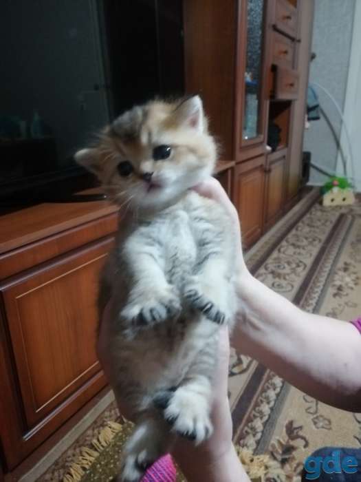 Продам котят. Шотландская шиншилла., фотография 3