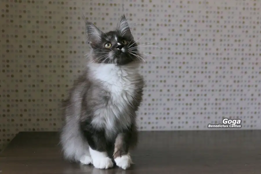 Котёнок Мейн-кун мальчик, фотография 4