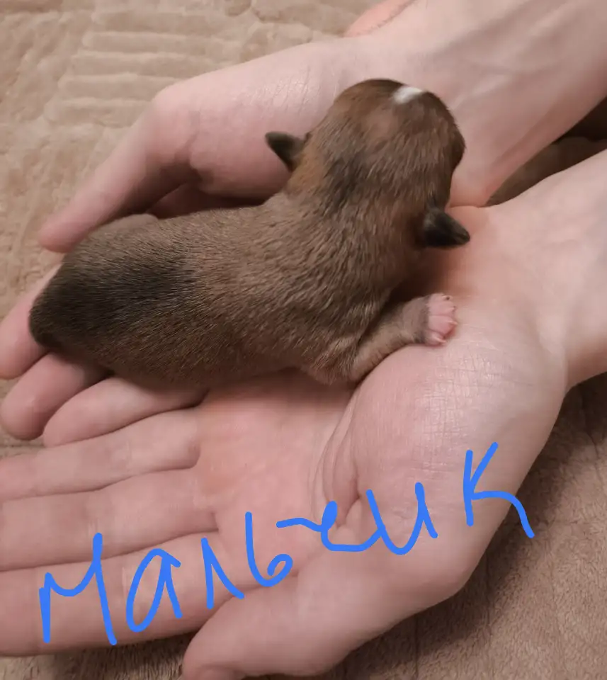 Чихуахуа щенки, фотография 3