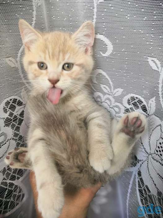 Котята шотландские, фотография 3