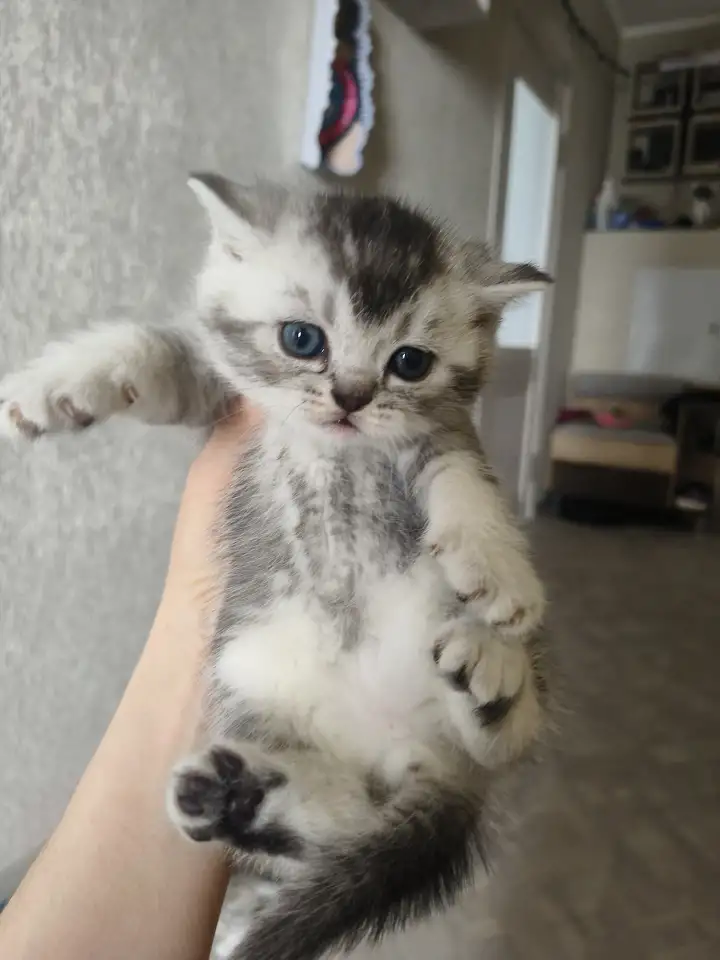 Шотландские котята, фотография 2