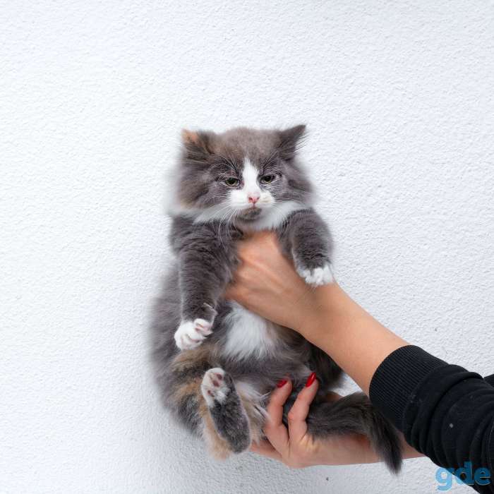 котята в дар, фотография 4