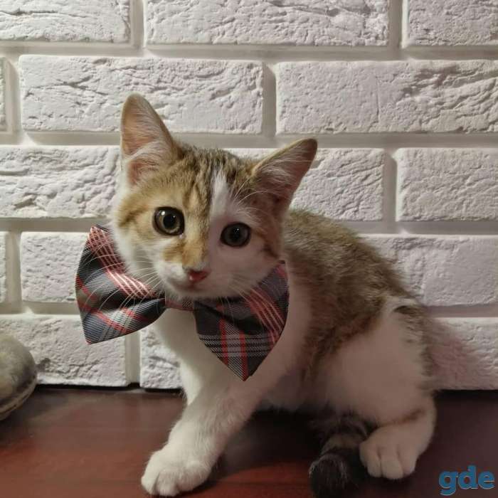 Котенок в добрые, ответственные руки!, фотография 2