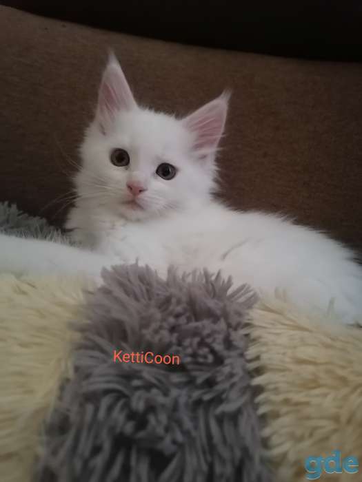 Мейн-кун котята, фотография 4