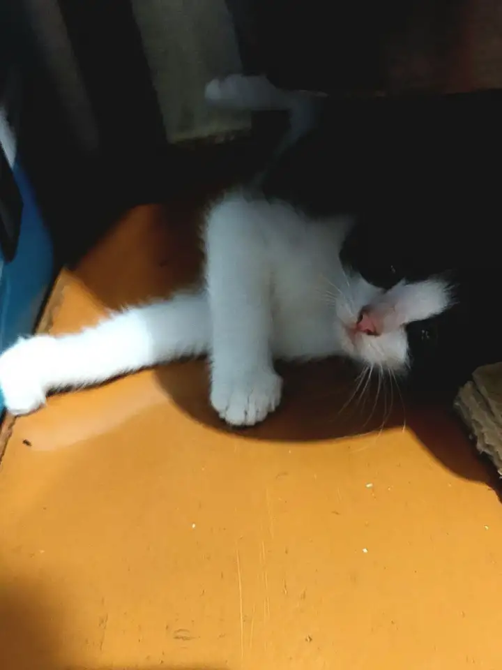 Ищу семью для котенка, фотография 5