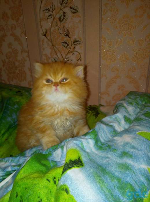 Продаётся Экзотический котенок, фотография 4