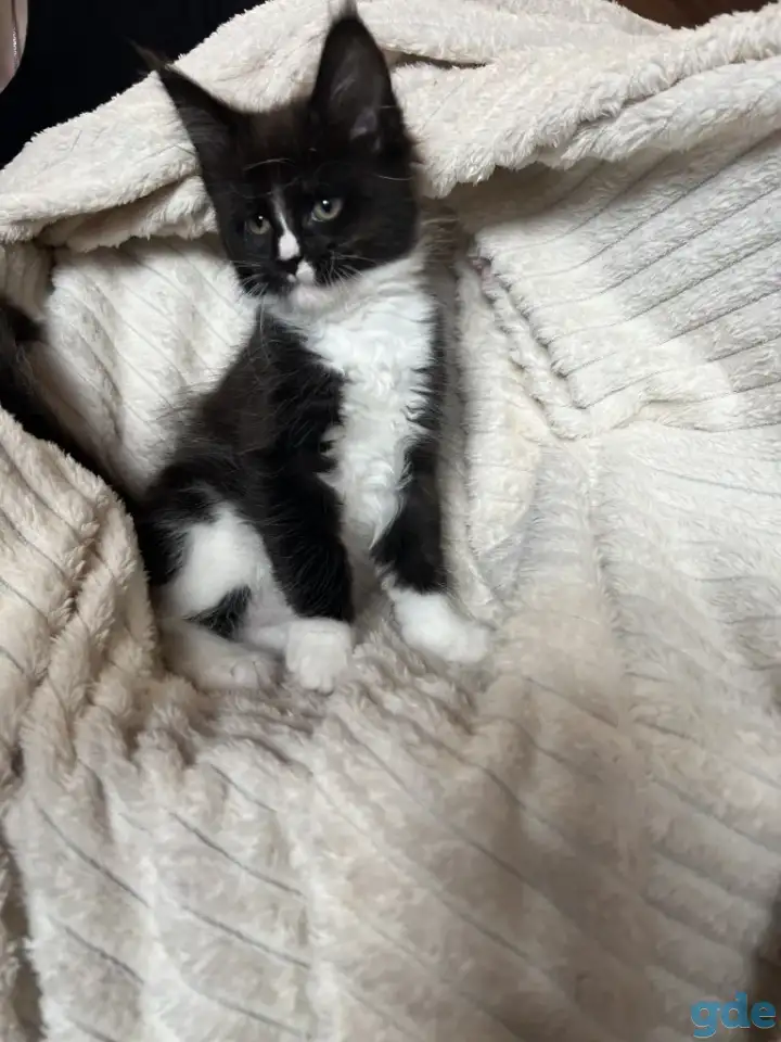 Котята мейн-кун, фотография 4