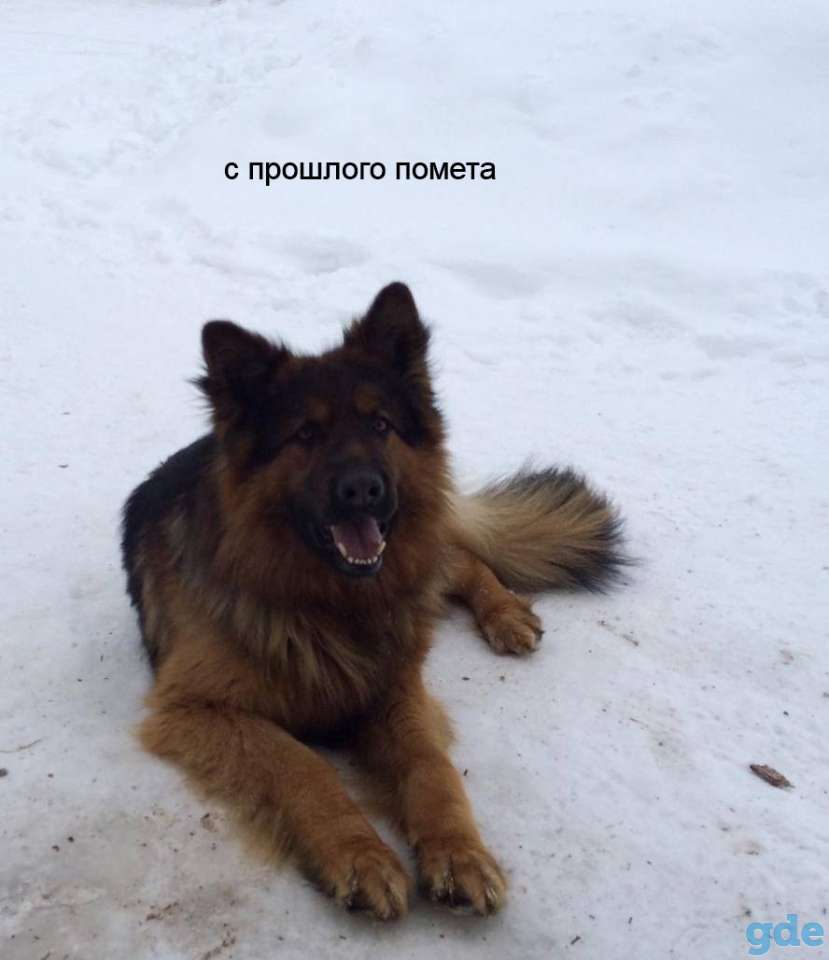 щенки Немецкие овчарки, фотография 6