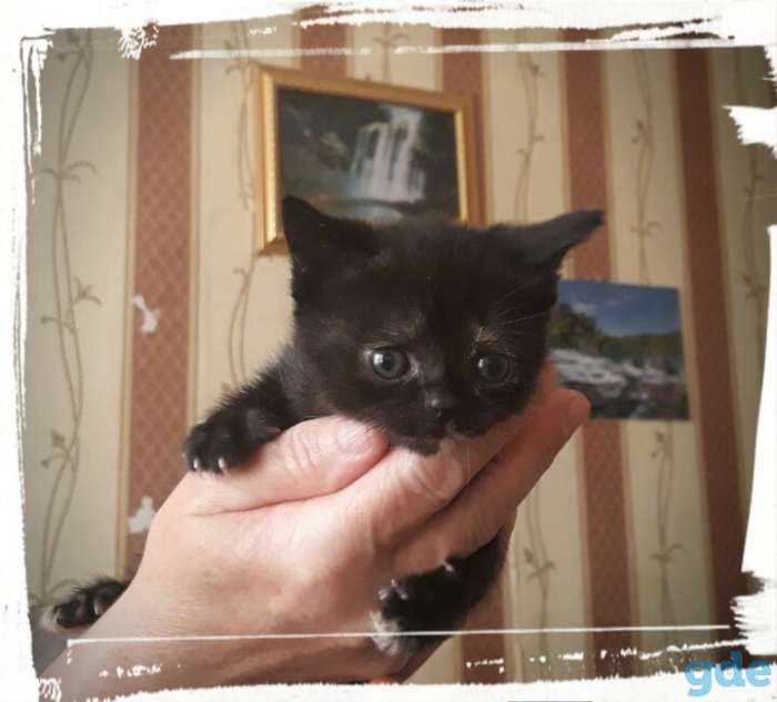 Котята, фотография 1