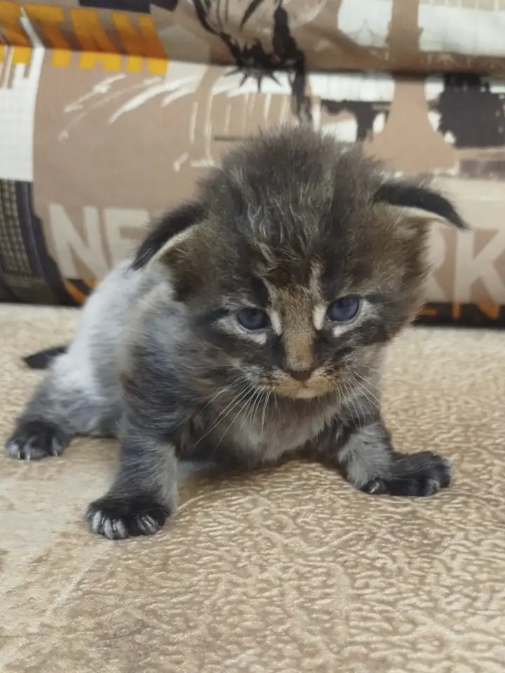 Котята мейн кун, фотография 4