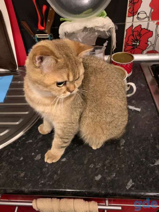 Вязка кота, фотография 3
