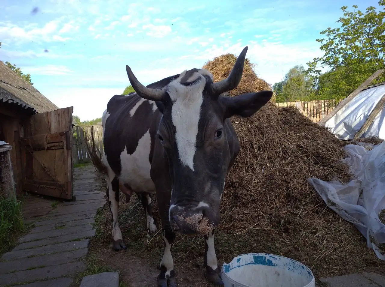 Продам высокоудойную корову, фотография 2