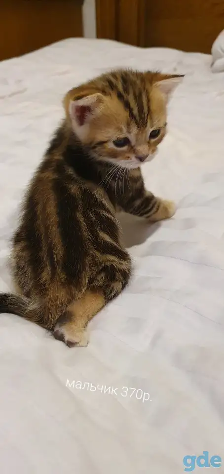 Шотландские котята, фотография 8