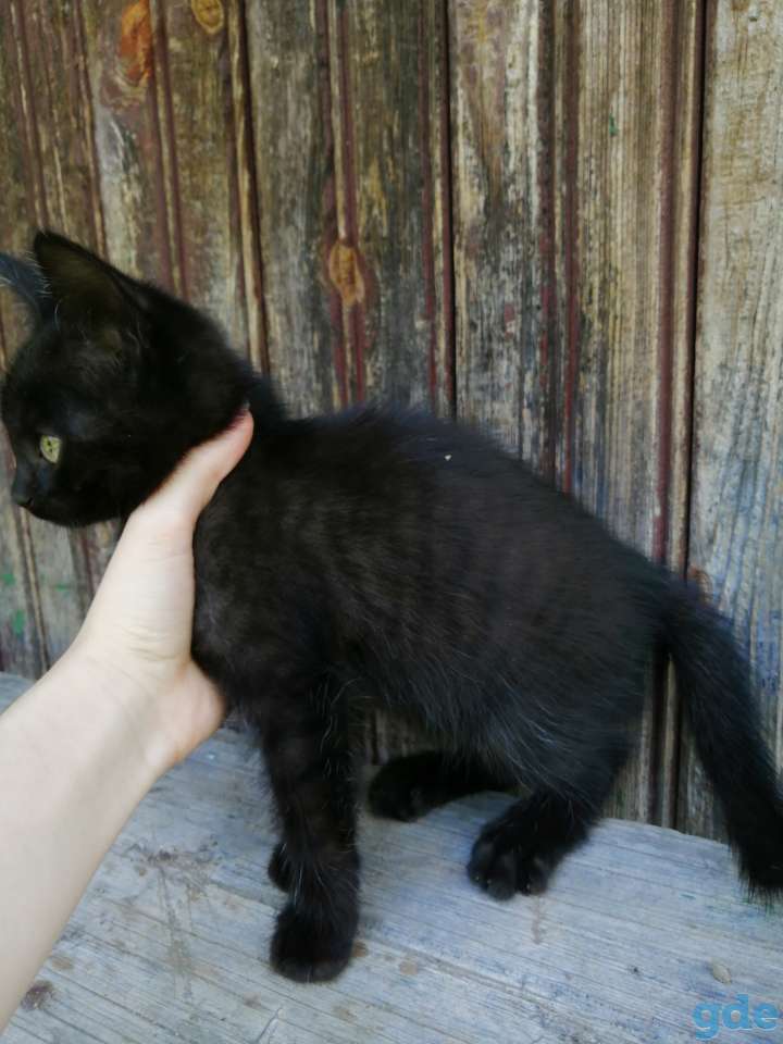 Котята в добрые руки, фотография 4