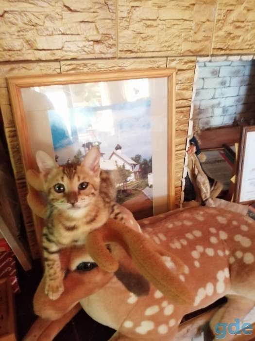 Бенгальские котята, фотография 2