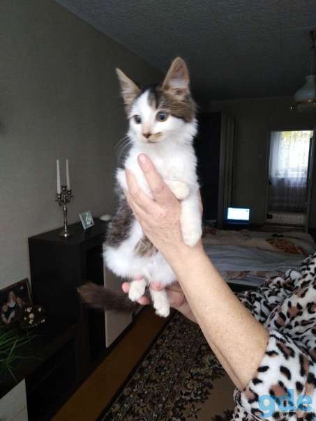 Котенок ищет дом, фотография 2