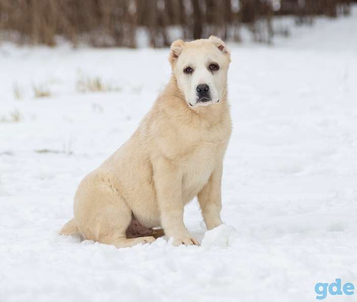 Продам щенков среднеазиатской овчарки (алабай), фотография 4