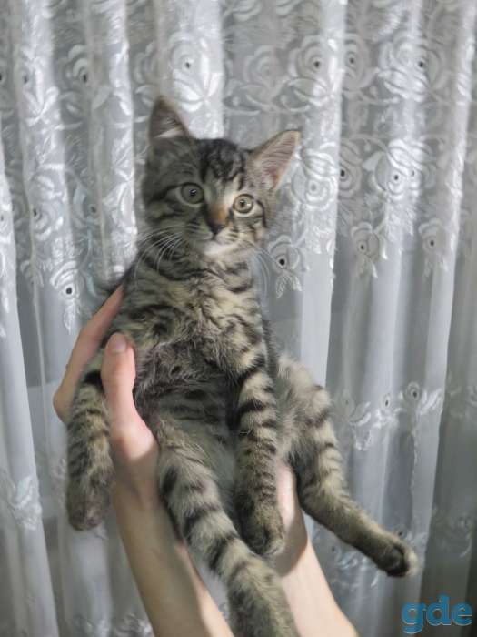 Котята в добрые руки, фотография 1