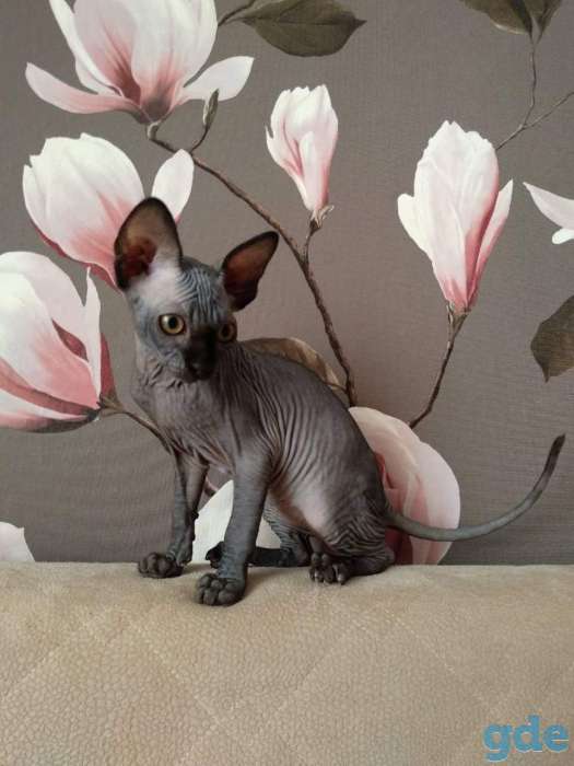 Котята сфинкса, фотография 2
