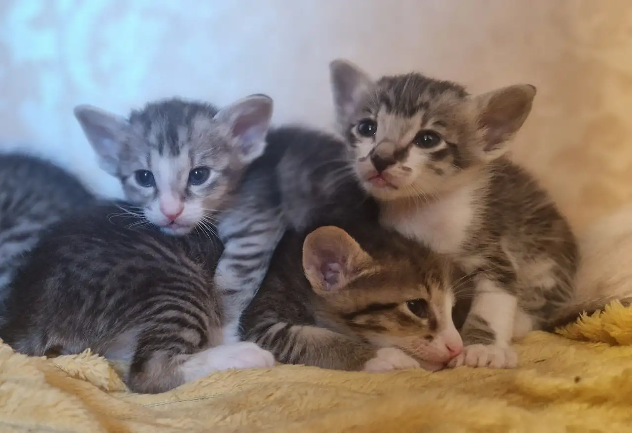 Ориентальные котята, фотография 1