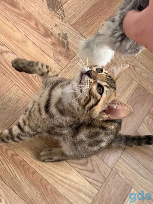 Чистокровный бенгальский котёнок 3 месяца, фотография 3