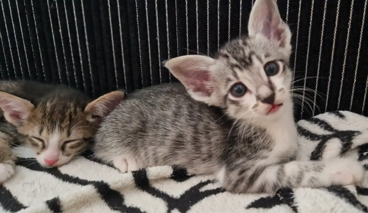 Ориентальные котята, фотография 4