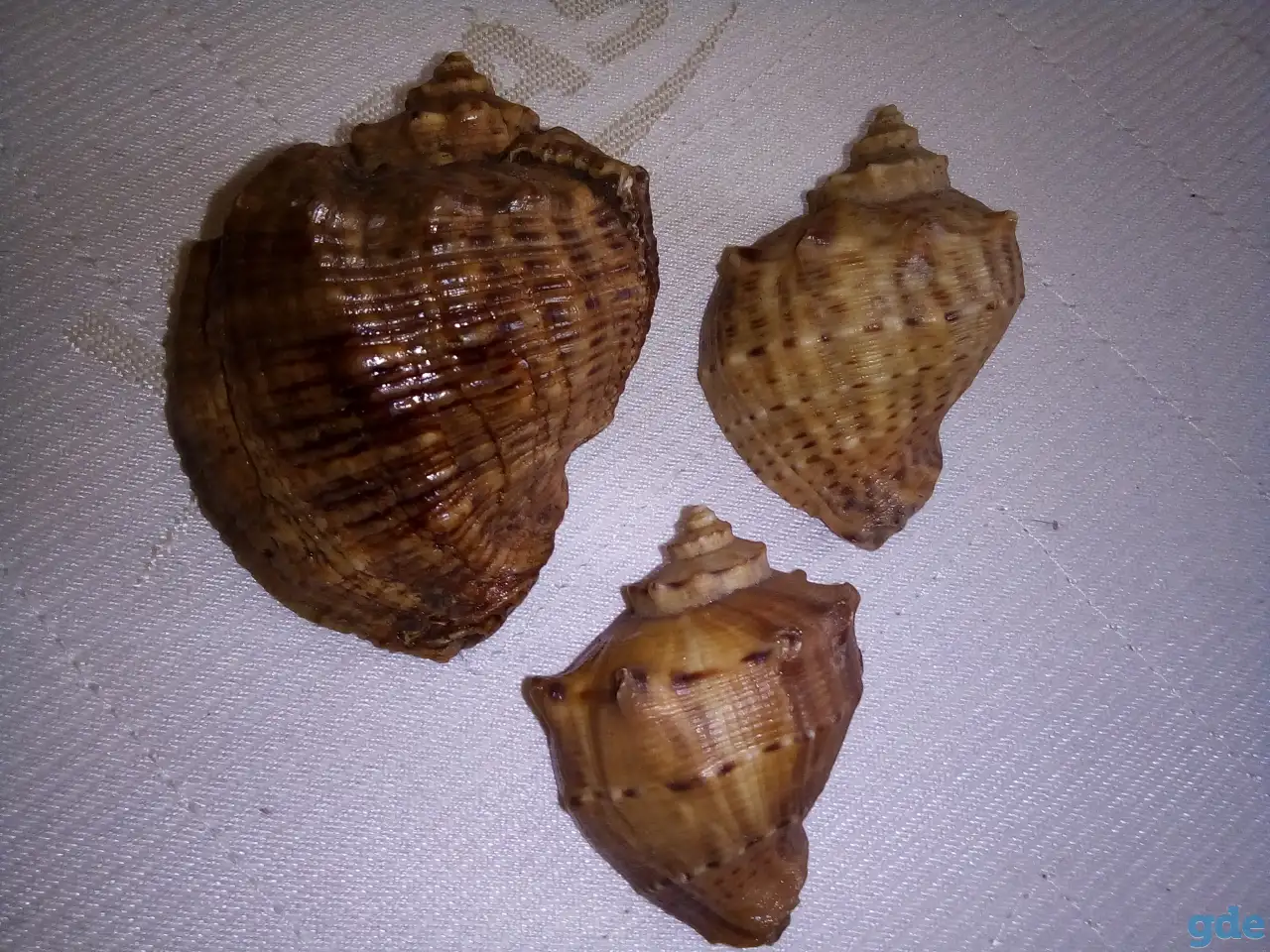 Морские раковины, фотография 2