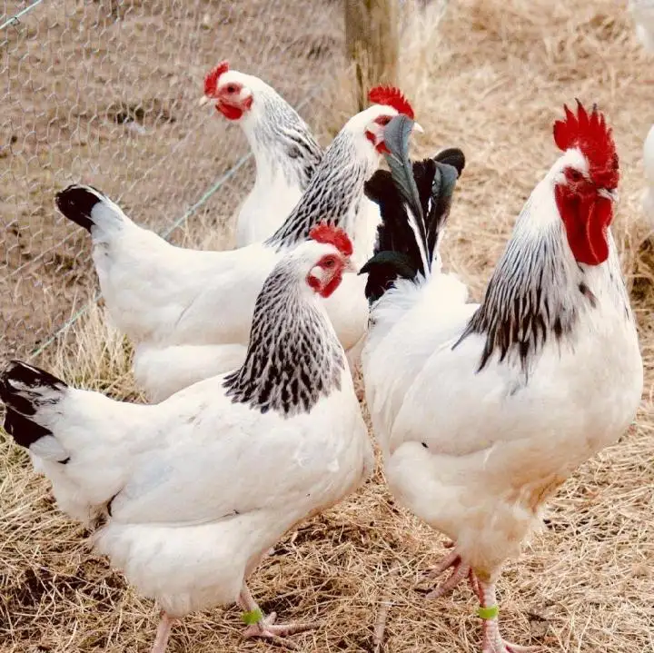 Продам кур несушек, фотография 1