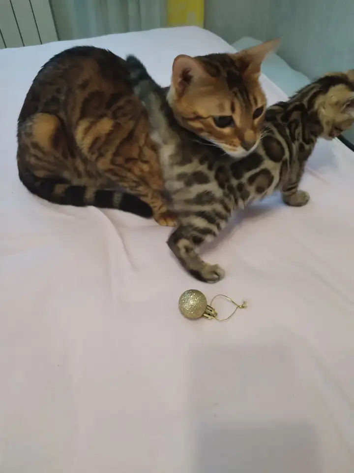 Продам бенгальского котенка, фотография 1