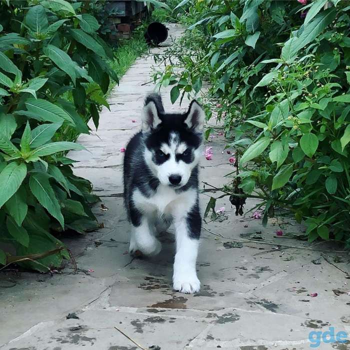 Щенки хакси, фотография 2