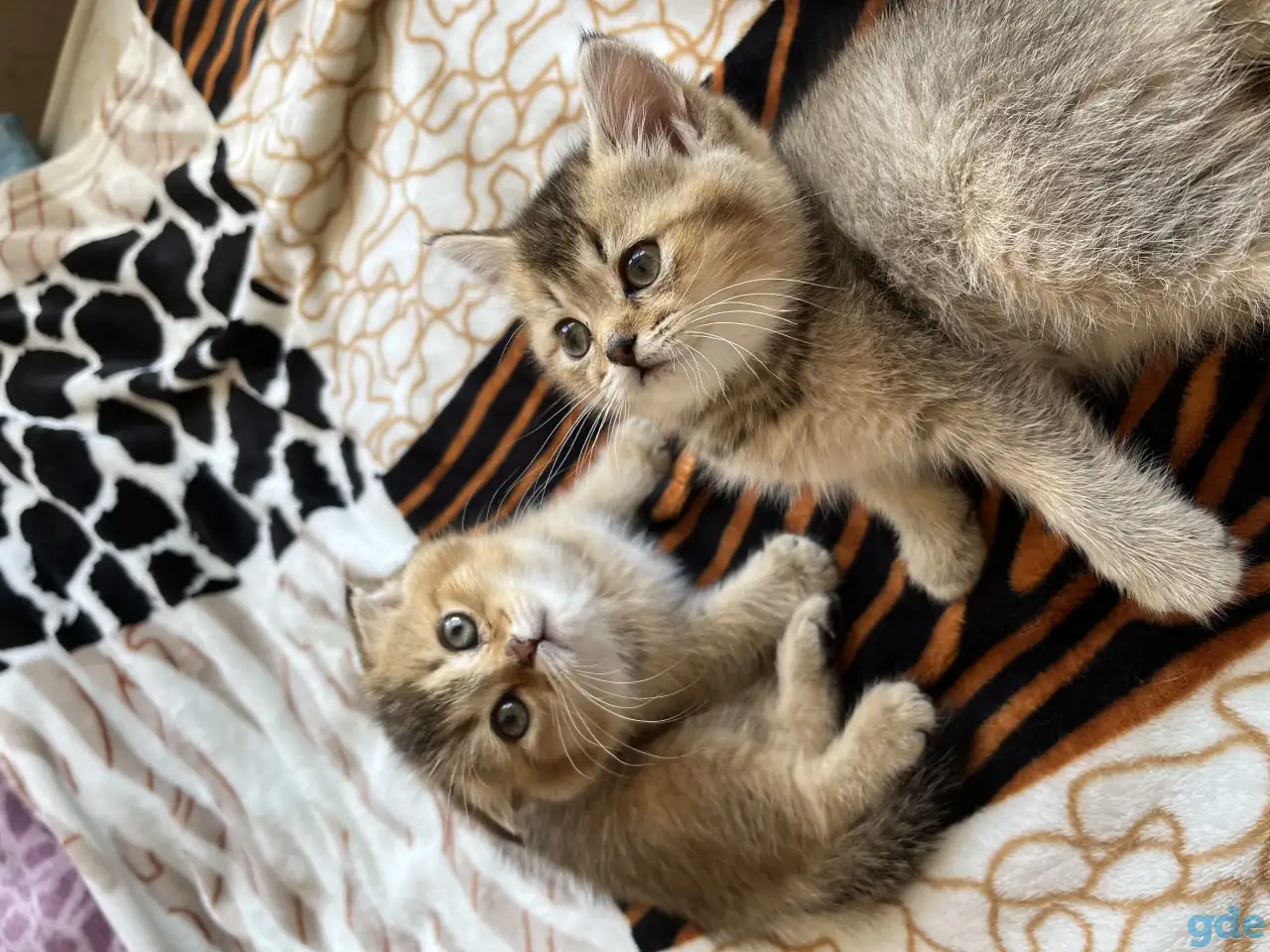 Котята Шотландские вислоухие, фотография 1