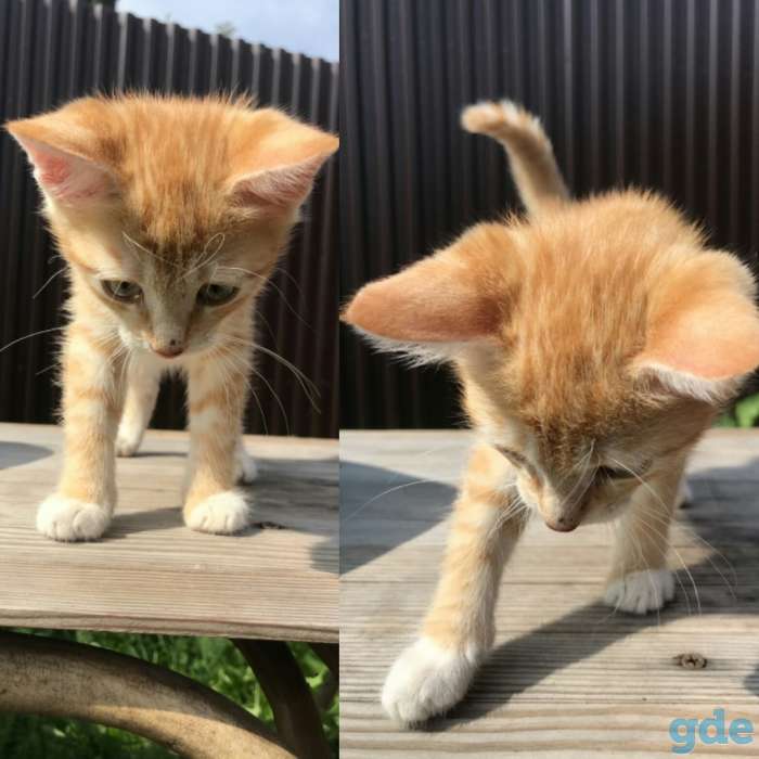 Котята, фотография 2