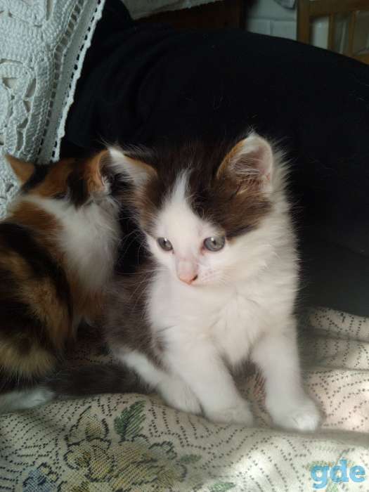 Котят даром в хорошие руки, фотография 1