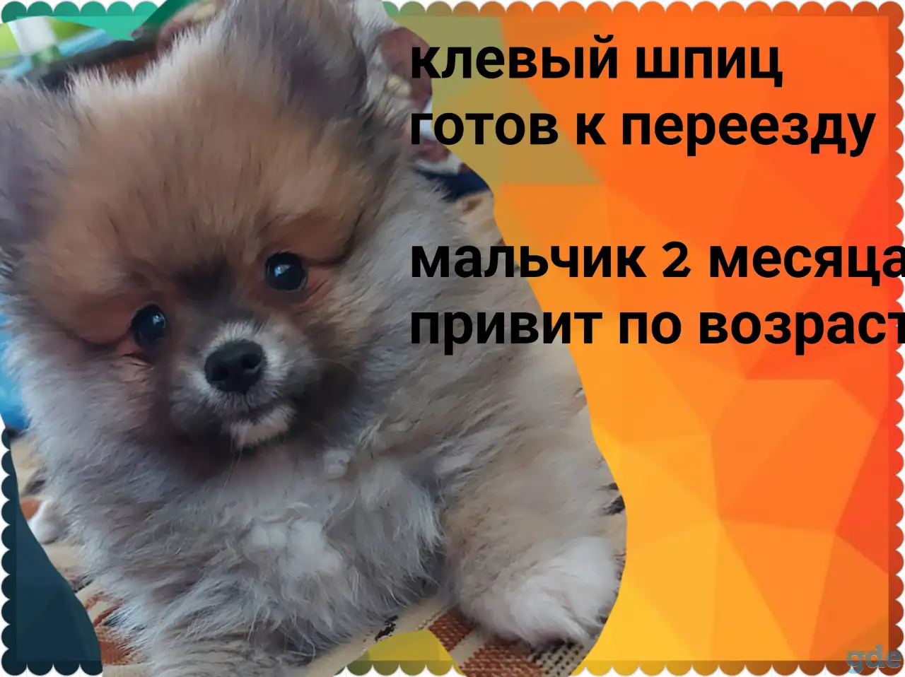 Клёвый шпиц-малыш, фотография 1